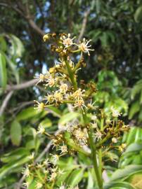 Fotografia da espécie Litchi chinensis