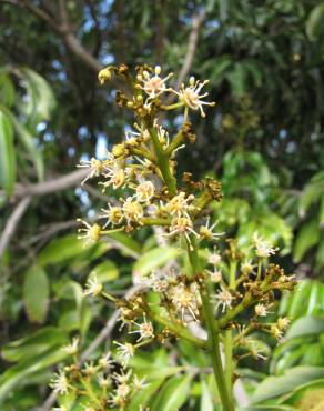 Fotografia 13 da espécie Litchi chinensis no Jardim Botânico UTAD