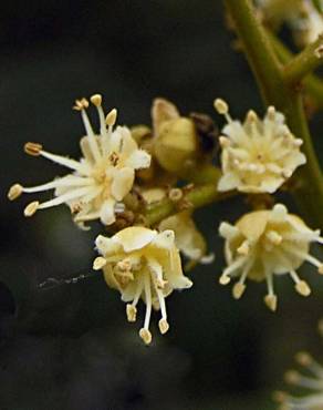 Fotografia 14 da espécie Litchi chinensis no Jardim Botânico UTAD