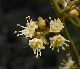 Fotografia da espécie Litchi chinensis