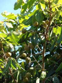 Fotografia da espécie Litchi chinensis