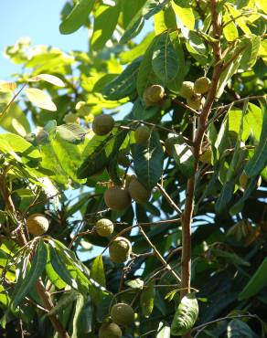 Fotografia 15 da espécie Litchi chinensis no Jardim Botânico UTAD