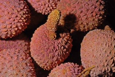 Fotografia da espécie Litchi chinensis