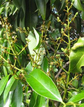 Fotografia 17 da espécie Litchi chinensis no Jardim Botânico UTAD