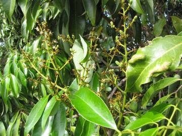 Fotografia da espécie Litchi chinensis