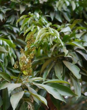 Fotografia 18 da espécie Litchi chinensis no Jardim Botânico UTAD