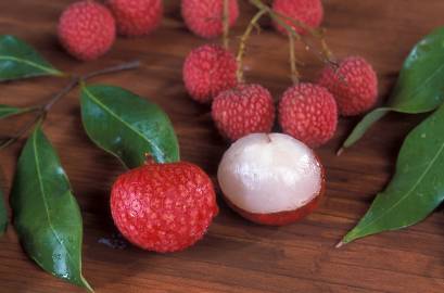 Fotografia da espécie Litchi chinensis