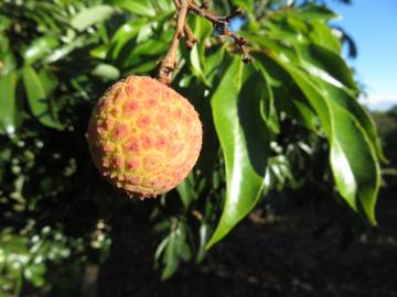 Fotografia da espécie Litchi chinensis