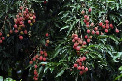 Fotografia da espécie Litchi chinensis