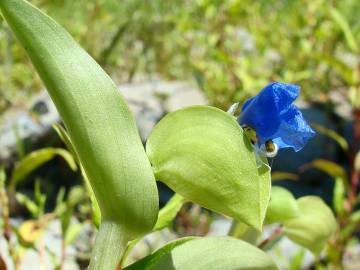 Fotografia da espécie Commelina communis