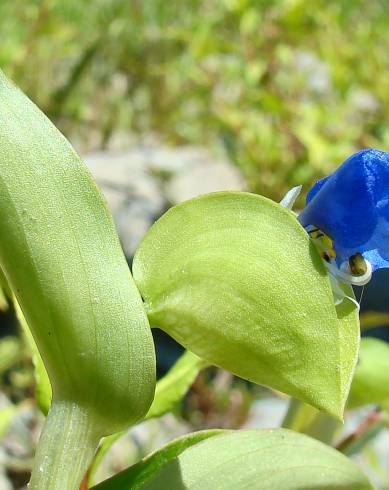 Fotografia de capa Commelina communis - do Jardim Botânico