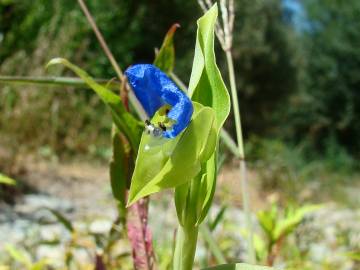 Fotografia da espécie Commelina communis