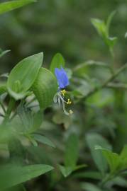 Fotografia da espécie Commelina communis