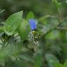 Fotografia 3 da espécie Commelina communis do Jardim Botânico UTAD