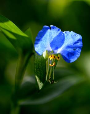 Fotografia 4 da espécie Commelina communis no Jardim Botânico UTAD