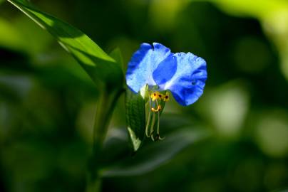 Fotografia da espécie Commelina communis