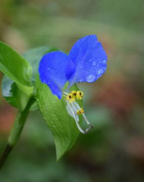 Fotografia 5 da espécie Commelina communis no Jardim Botânico UTAD