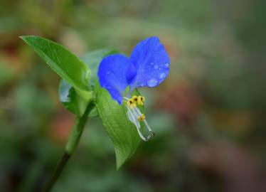 Fotografia da espécie Commelina communis