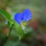 Fotografia 5 da espécie Commelina communis do Jardim Botânico UTAD