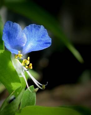 Fotografia 6 da espécie Commelina communis no Jardim Botânico UTAD