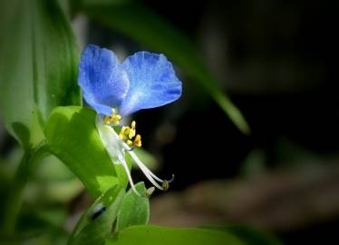 Fotografia da espécie Commelina communis