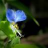 Fotografia 6 da espécie Commelina communis do Jardim Botânico UTAD