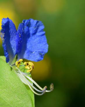 Fotografia 7 da espécie Commelina communis no Jardim Botânico UTAD