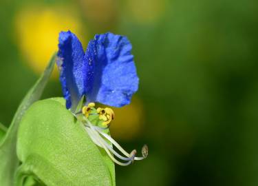 Fotografia da espécie Commelina communis