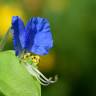 Fotografia 7 da espécie Commelina communis do Jardim Botânico UTAD