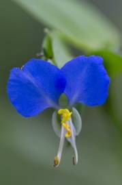 Fotografia da espécie Commelina communis