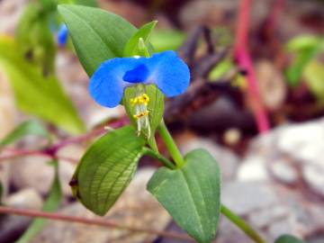 Fotografia da espécie Commelina communis