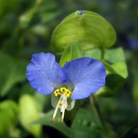 Fotografia da espécie Commelina communis