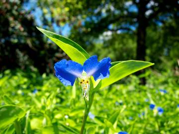 Fotografia da espécie Commelina communis