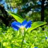 Fotografia 11 da espécie Commelina communis do Jardim Botânico UTAD