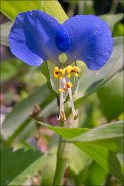 Fotografia da espécie Commelina communis