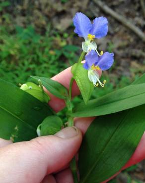 Fotografia 13 da espécie Commelina communis no Jardim Botânico UTAD