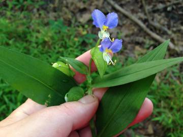 Fotografia da espécie Commelina communis