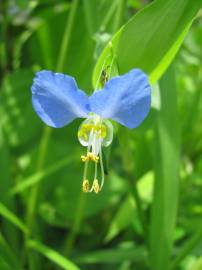 Fotografia da espécie Commelina communis