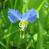 Fotografia 14 da espécie Commelina communis do Jardim Botânico UTAD