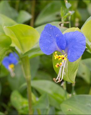 Fotografia 15 da espécie Commelina communis no Jardim Botânico UTAD