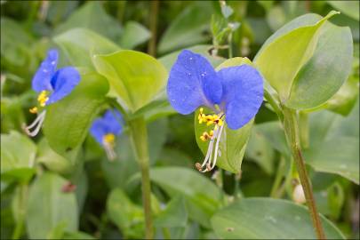 Fotografia da espécie Commelina communis