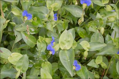 Fotografia da espécie Commelina communis