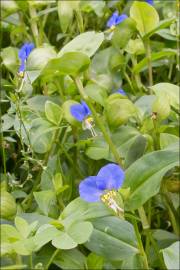 Fotografia da espécie Commelina communis