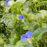 Fotografia 17 da espécie Commelina communis do Jardim Botânico UTAD