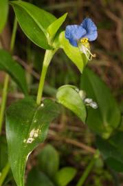 Fotografia da espécie Commelina communis