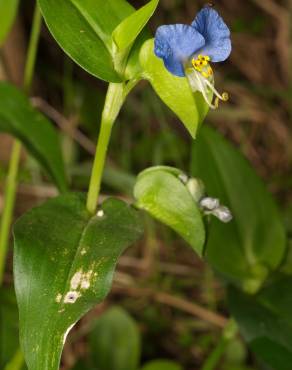 Fotografia 18 da espécie Commelina communis no Jardim Botânico UTAD