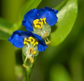 Fotografia da espécie Commelina communis