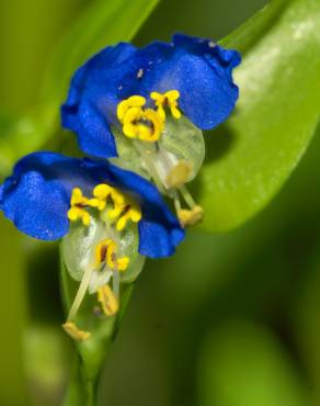 Fotografia 19 da espécie Commelina communis no Jardim Botânico UTAD