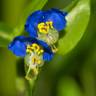 Fotografia 19 da espécie Commelina communis do Jardim Botânico UTAD