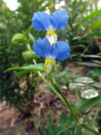 Fotografia da espécie Commelina communis